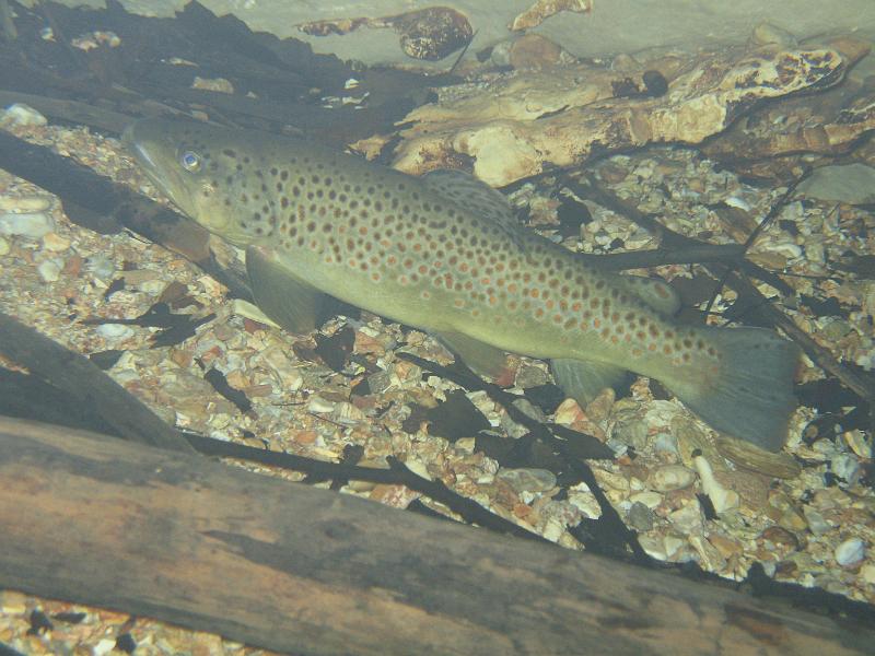 Bennett Springs 043.JPG - Different view of the trout setting.